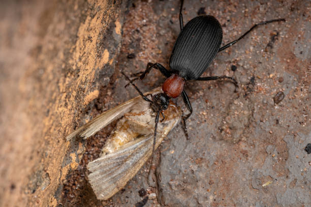 istock Adult False Bombardier Beetle 1293205139