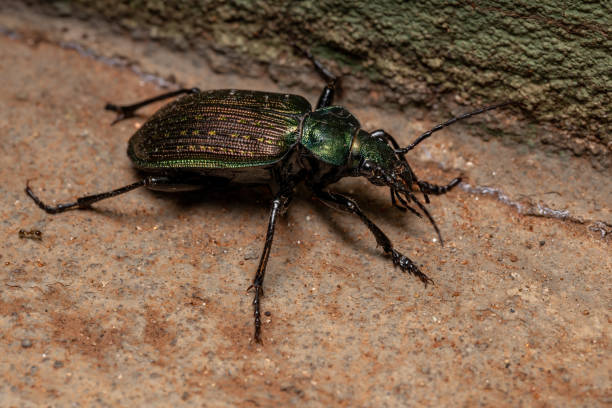 Adult Caterpillar hunter Beetle Adult Caterpillar hunter Beetle of the species Calosoma alternans carabina stock pictures, royalty-free photos & images