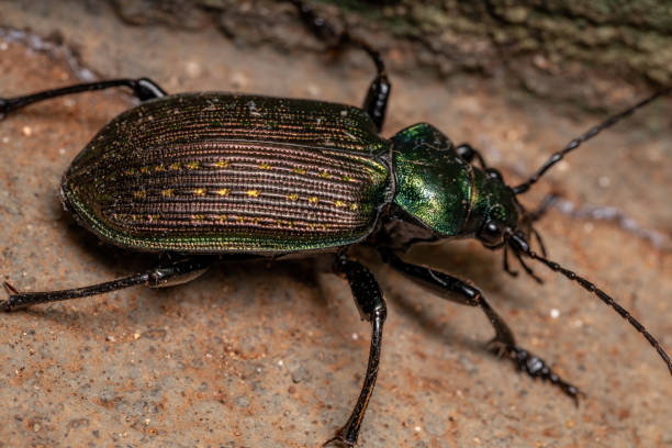 Adult Caterpillar hunter Beetle Adult Caterpillar hunter Beetle of the species Calosoma alternans carabina stock pictures, royalty-free photos & images