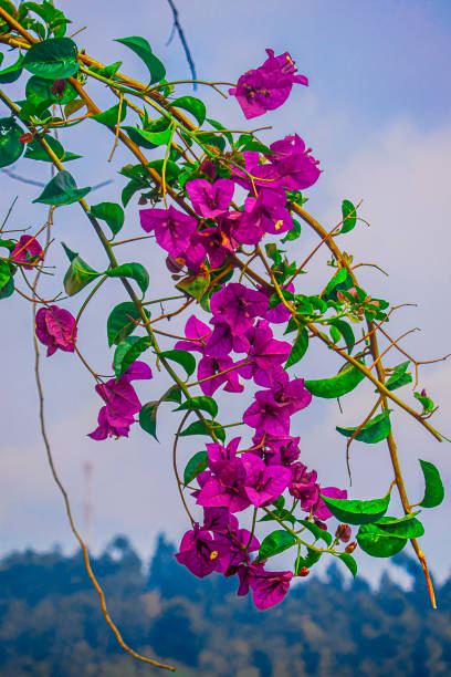 istock beautiful bungavilla flower 1293205979