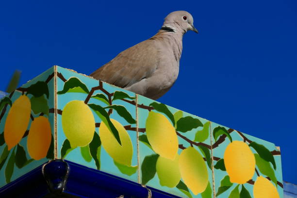 Dove and lemons, Menton, Alpes-Maritimes