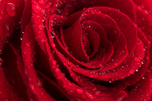 rote knospe einer einzelnen rose mit tautropfen im tageslicht auf einem weißen hintergrund nahaufnahme, makrofotografie - single flower close up flower head rose stock-fotos und bilder