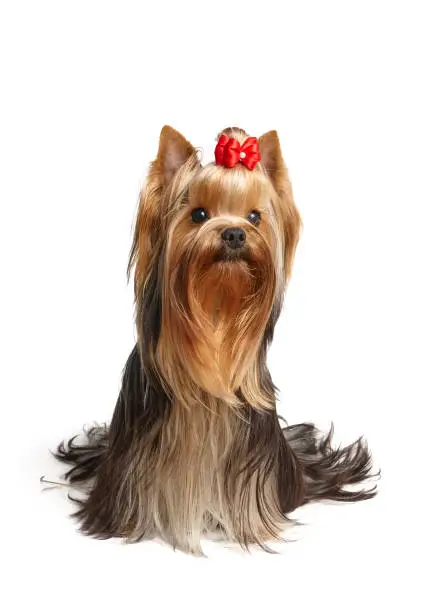 Beautiful Yorkshire Terrier of show class with perfectly groomed long hair and red bow.