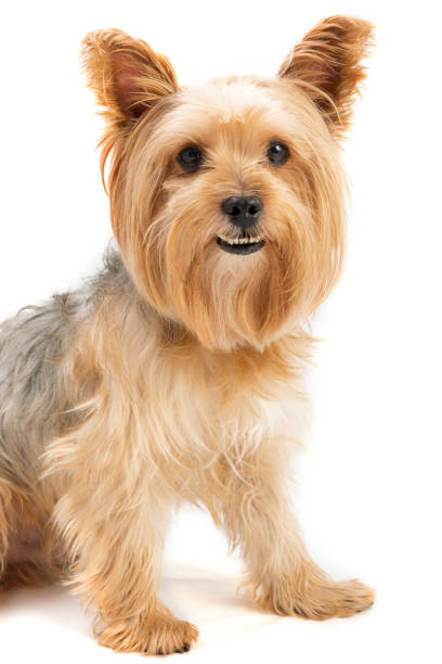 istock Yorkie dog isolated on white 1293209092