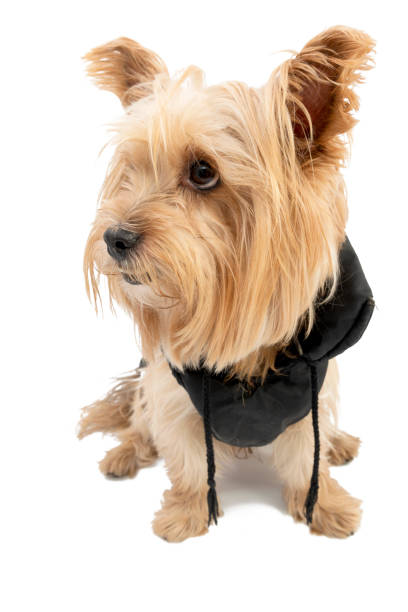 istock Yorkie dog isolated on white 1293209095