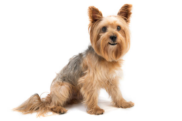 istock Yorkie dog isolated on white 1293210040