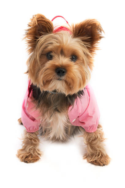 istock Yorkie dog isolated on white 1293210041