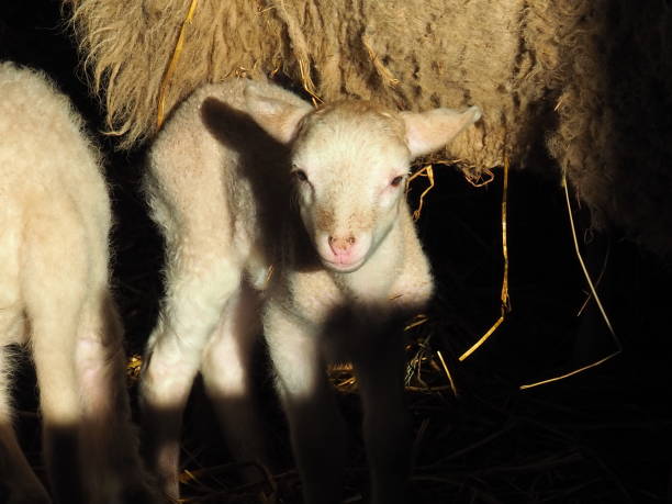istock A newborn sheep among their family 1293210306