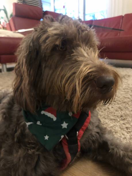istock Cute brown dog with Christmas neckless 1293211956