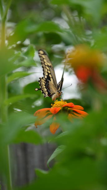 istock Black swallowtail Butterfly 1293212248