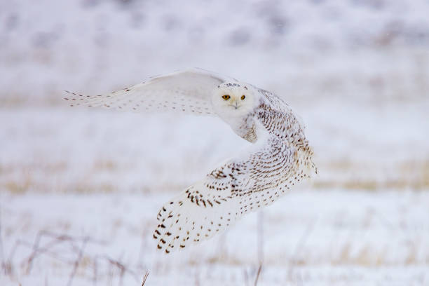 istock A Snowy owl in a field, flying. 1293214044