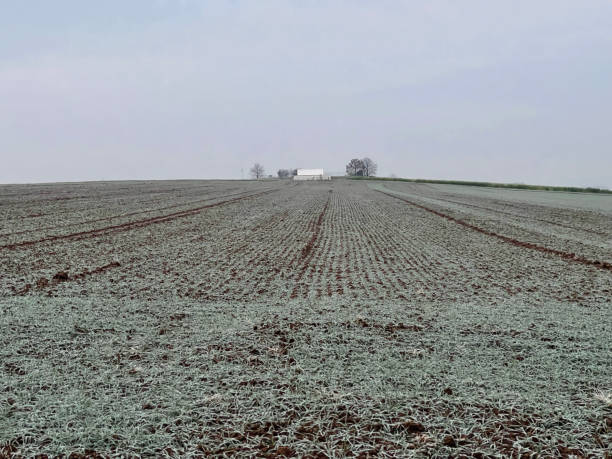 istock Winter morning agricultural field 1293214073
