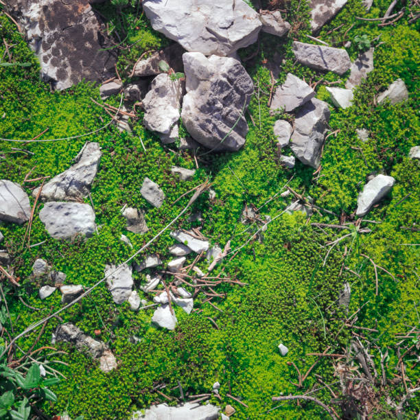 Green moss of the undergrowth; natural background