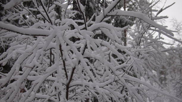 istock Stunning forest view on a crisp and snowy winter day 1293216007