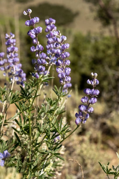 istock Lupine Blooms in Nevada Mountains in Great Basin 1293220502