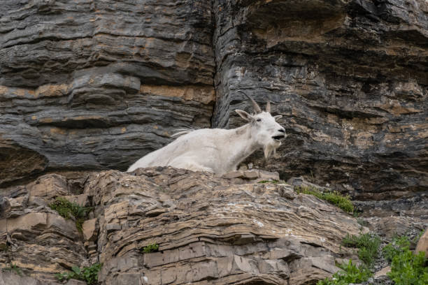 istock Mountain Goat Chews on Rock Shelf 1293221089
