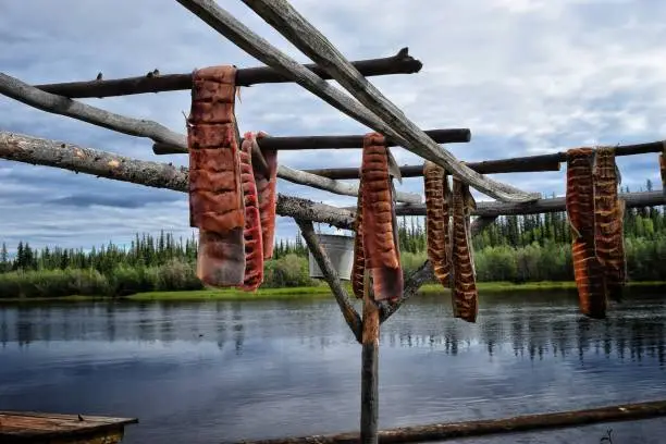 Salmon scored and left to dry along the Chena River in Alaska.