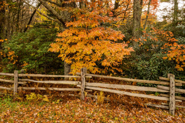 istock Orange Leaves Above Split Rail Fence 1293221169