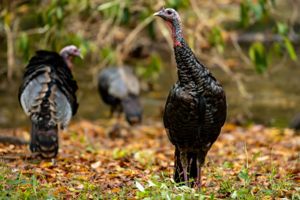 istock Something Grabs Wild Turkeys Attention 1293221339