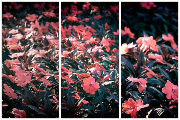 Triptych of  pink flowers. Selective focus.