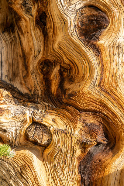 istock Swirling Texture of Bristlecone Pine Tree 1293222034