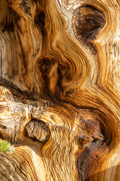 textura giratória de bristlecone pine tree - bristlecone pine pine tree tree forest - fotografias e filmes do acervo
