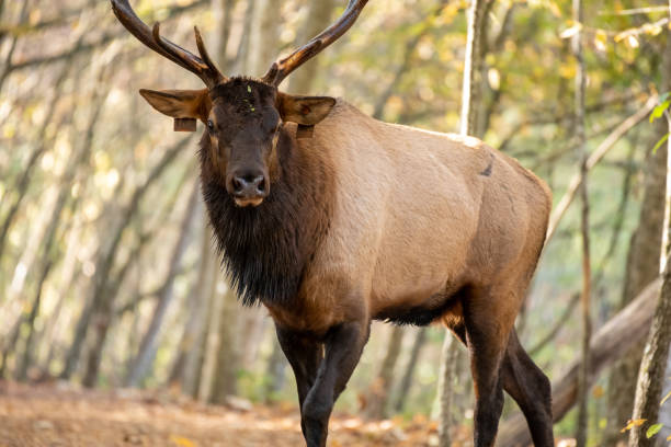 istock Tagged Bull Elk Looks At Camera 1293222042