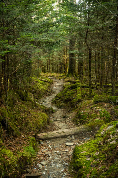 trail cuts through mossy forest floor - nature selective focus green vertical imagens e fotografias de stock