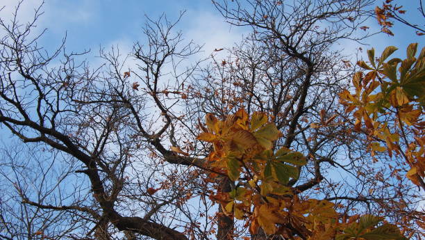 istock Tree crowns in gorgeous autumn colors on a fresh blue sky 1293224076