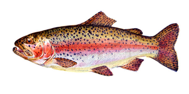 Rainbow trout. Fish collection. Watercolor images. Rainbow trout. Fish collection. Healthy lifestyle, delicious food, ichthyology scientific drawings. Hand-drawn watercolor images. trout illustrations stock illustrations