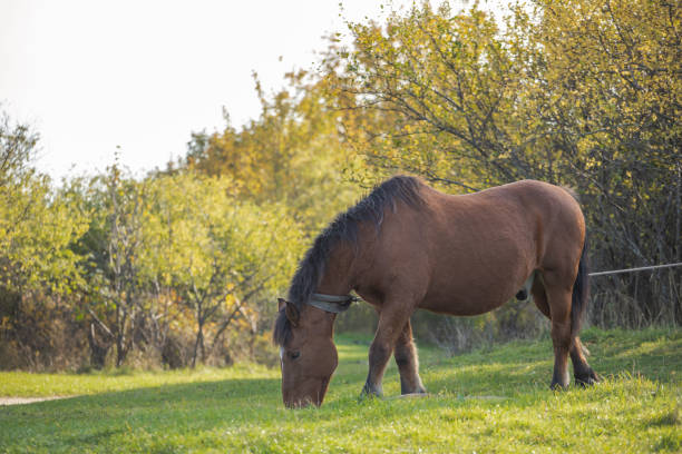 Horse grazing in autumn