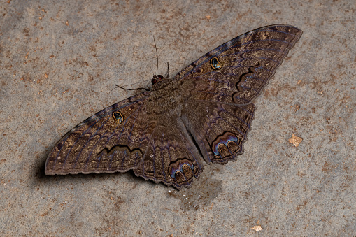 Black Witch moth of the species Ascalapha odorata