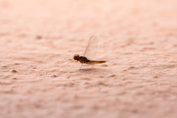 mężczyzna mały mayfly - baetis zdjęcia i obrazy z banku zdjęć