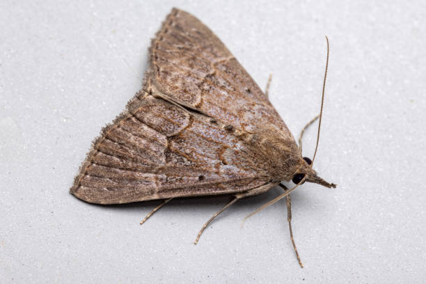 istock Adult Litter Moth 1293226384