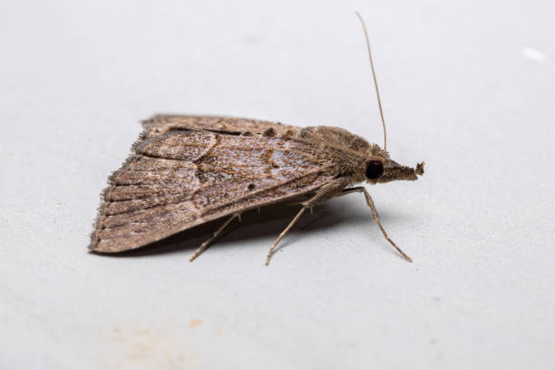 istock Adult Litter Moth 1293226385