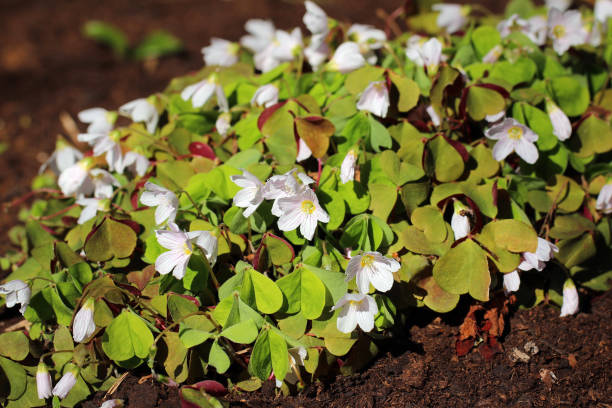 Oxalis acetosella (forest sour clover) The wood-sorrel (Oxalis acetosella) blooming - Wald-Sauerklee wood sorrel stock pictures, royalty-free photos & images