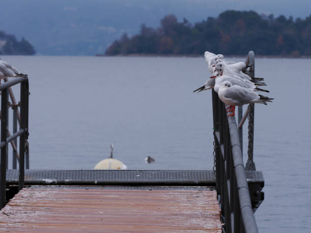 istock little guls on a pier 1293228773