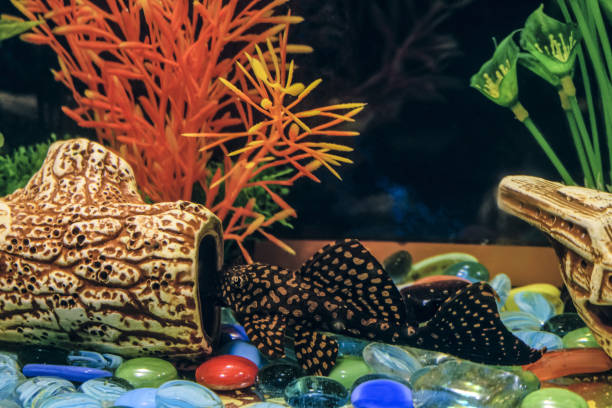 ancistrus commun. sucker poissons plus propres dans l’aquarium. poisson-chat femelle près du bois flotté creux. - ancistrus photos et images de collection