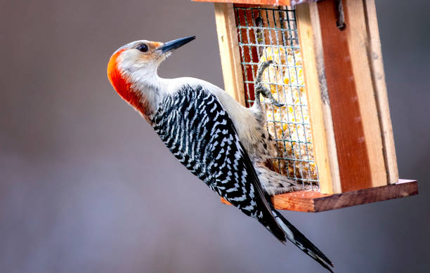 istock Red-Bellied Woodpecker 1293232571
