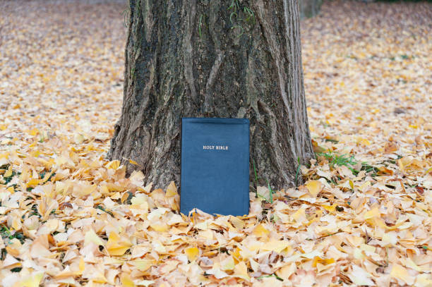 istock Holy Bible on tree trunk outdoors in autumn with yellow fallen leaves. Copy space. Horizontal shot 1293235199