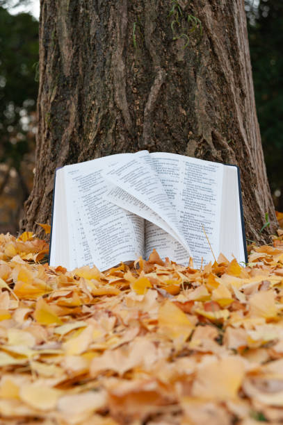 святая библия открылась в псалмах на стволе дерева со страницами, поворачивая на ветру осенью японскую с упавшими желтыми листьями. копиро� - поворачивая стоковые фото и изображения