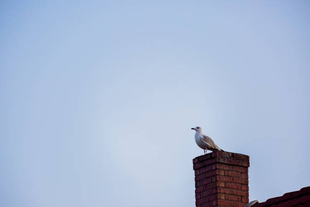 istock pigeons standing on brick chimney 1293236124