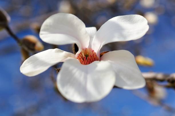 magnólia, flor branca na primavera - sweet magnolia tree blossom white - fotografias e filmes do acervo