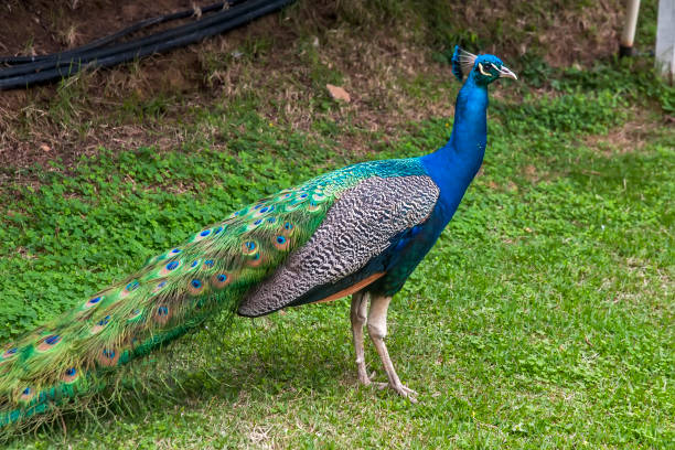 Indian peafowl photographed in Vargem Alta, Espirito Santo. Southeast of Brazil. Indian peafowl photographed in Vargem Alta, Espirito Santo. Southeast of Brazil. Atlantic Forest Biome. Picture made in 2018. oviparity stock pictures, royalty-free photos & images