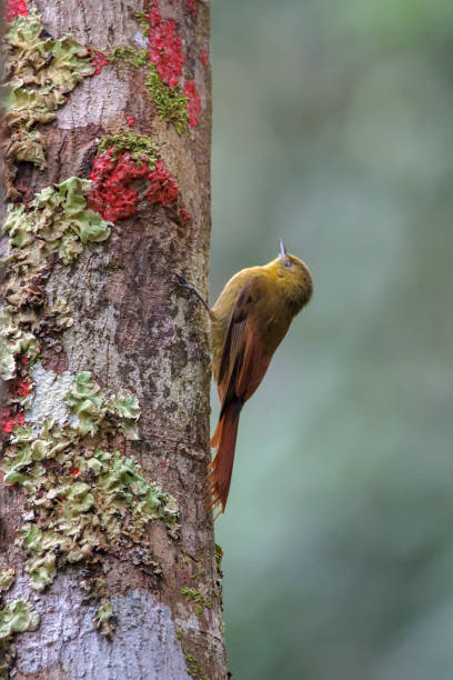Olivaceous Woodcreeper photographed in Vargem Alta, Espirito Santo. Southeast of Brazil. Olivaceous Woodcreeper photographed in Vargem Alta, Espirito Santo. Southeast of Brazil. Atlantic Forest Biome. Picture made in 2018. oviparity stock pictures, royalty-free photos & images