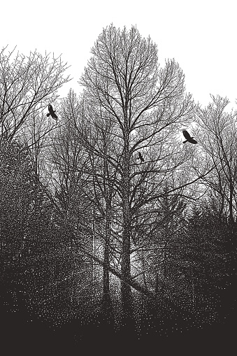 Late autumn trees and raven