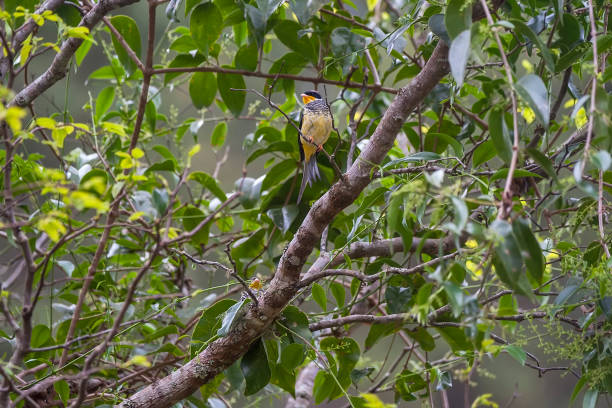 istock Swallow tailed Cotinga photographed in Vargem Alta, Espirito Santo. 1293244875
