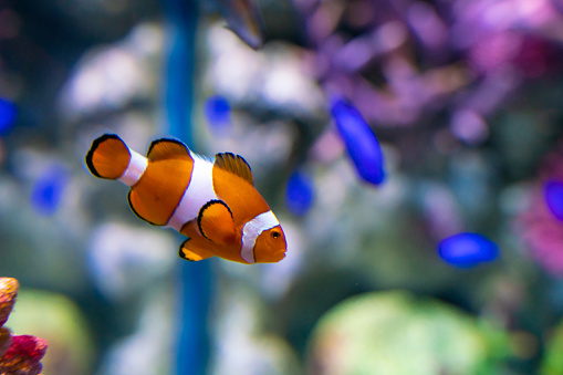 Nemo clown fish in beautiful coral reef marine aquarium