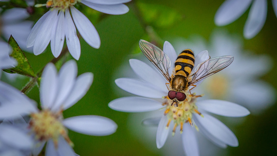 A hoverfly forages a flower.