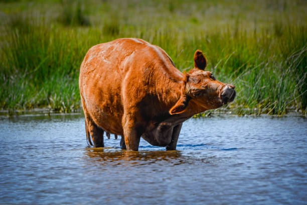 istock Cow in a dam 1293251039